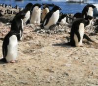 Adelies in the South Shetlands