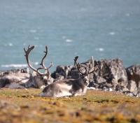 Reindeer on the Tundra