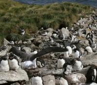 West Falkland Seabirds
