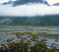 Mossy Rock Shore