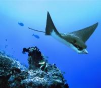 Eagle Ray