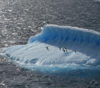 Penguins on an Iceberg