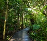 Daintree Rainforest Trail