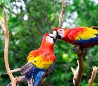 Scarlet Macaws