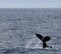 Whalespotting