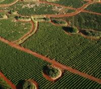 Sugar Cane Fields, Kauai