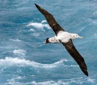 Wandering Albatross