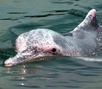 Pink River Dolphin