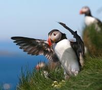 Puffins on Grimsey Island