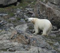 Hungry Polar Bear