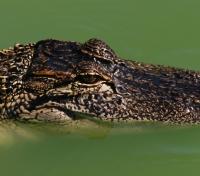 Caiman