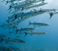 School of Barracuda