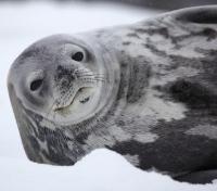 Playful Weddell Seal