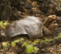 Lonesome George
