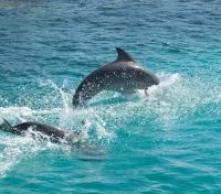 Tortuga Visitors