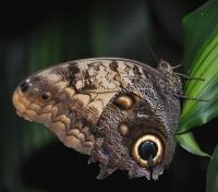 Owl Butterfly