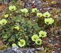 Arctic Poppy