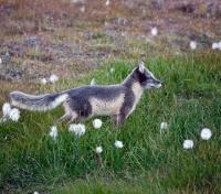 Arctic Fox