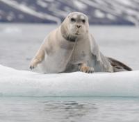 Bearded Seal