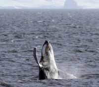 Whale Sightings