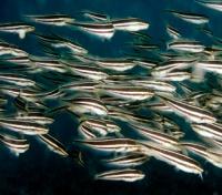 Abundance of Catfish