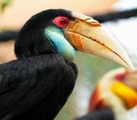 Papuan Hornbill