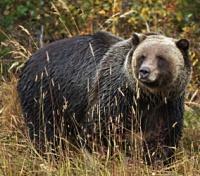 Brown Bear