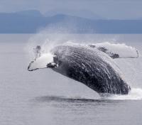 Breaching Humpback