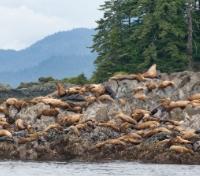 Sea Lions