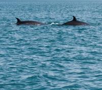 Whale Spotting