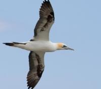 Gannet in Flight