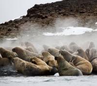 Walrus Herd
