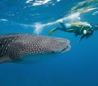 Whaleshark
