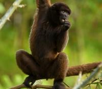 Chorongo Monkey