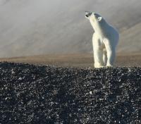 Polar Bear in Nunavut