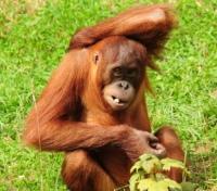 Orangutan