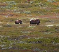 Musk Oxen in the Tundra