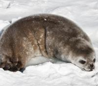 Baby Seal