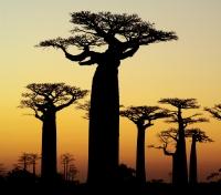 Baobabs at Sunset
