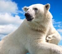 Polar Bear