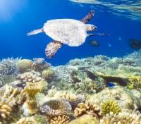 Friendly Sea Turtle
