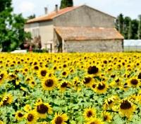 Sunflower Fields
