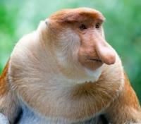 Proboscis Monkey