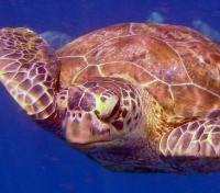 Green Turtle - Similian Islands