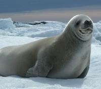 Fur Seal
