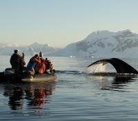 Whale Spotting