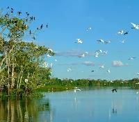 Bird Paradise