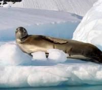 Weddell Seal