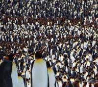 Penguin Colony