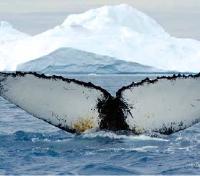 Whale Spotting